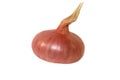 Red onion