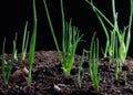 Red onion planting growing on agriculture field