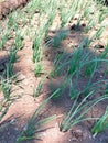 Red onion plants on rice fields that have already grown their leaves