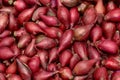 Red Onion Seed Royalty Free Stock Photo