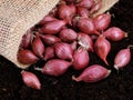 red onion sets, allium cepa, in burlap sack on garden soil ready to plant Royalty Free Stock Photo