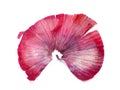 Red onion skin