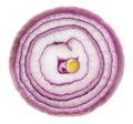 Red onion slice isolated on white background, top view. Violet onion slice