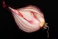 Red Onion Sliced Open 1