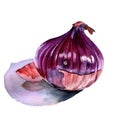 Red onion. Watercolor sketch on a white background.