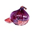 Red onion. Watercolor sketch on a white background. Isolate.