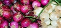 Red amd white onions, Royalty Free Stock Photo