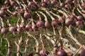 Red Onions Drying on a Rack Royalty Free Stock Photo