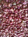 Red onions that have just finished harvesting