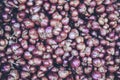 Red onions in plenty background texture Royalty Free Stock Photo