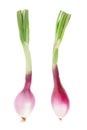 Red onions with stem, Tropea type on white Royalty Free Stock Photo