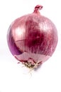 A red onions trying to hide and get a tan