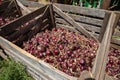 Red onions in a Wooden Crates in a field.