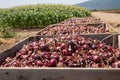 Fresh harvested Red Onions. Red onions in a Wooden Crates in a field.