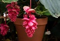 Red, open showy medinilla magnifica flower with blurred pot and garden