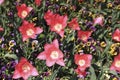 Red open tulips among colored pansies Royalty Free Stock Photo