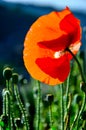 Red Opium poppy in detail on beautiful nature background / Papaver somniferum Royalty Free Stock Photo