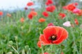 Red opium poppy flower with bees Royalty Free Stock Photo