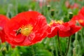 Red opium poppy flower with bees Royalty Free Stock Photo