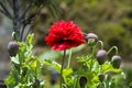 Bhutanese red opium poppy flower with Capsule , Bhutan Royalty Free Stock Photo