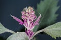 Red Orach, Atriplex hortensis Royalty Free Stock Photo