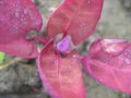 Red orach Atriplex hortensis `Rubra` after rain. Royalty Free Stock Photo