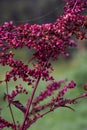 Red orache, Atriplex hortensis seeds Royalty Free Stock Photo