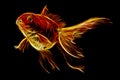 Red Oranda Goldfish