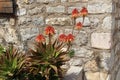 Red-orange aloe flowers against a stone wall