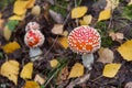 Red orange Amanita muscaria in autumn forest. Little young Fly agaric mushrooms in fall nature with yellow leaves Royalty Free Stock Photo