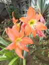 Red or orange amaryllis flower garden. Closeups.