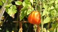 A beefsteak stem tomato in the garden. Royalty Free Stock Photo