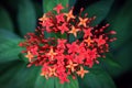Red and Orange Ashoka flowers