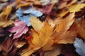 Red and orange autumn leaves background. Outdoor. Colorful backround image of fallen autumn leaves perfect for seasonal use