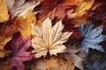 Red and orange autumn leaves background. Outdoor. Colorful backround image of fallen autumn leaves perfect for seasonal use