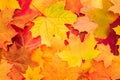 Red and Orange Autumn Leaves Background