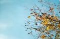 Red and orange autumn leaves on the branches against the background of the turquoise sky. Very shallow focus. Colorful foliage in Royalty Free Stock Photo