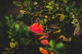 Red and orange autumn leaves of the bush in close-up on a warm day in the garden Royalty Free Stock Photo