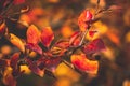 Red and orange autumn leaves of the bush in close-up on a warm day in the garden Royalty Free Stock Photo