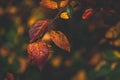 Red and orange autumn leaves of the bush in close-up on a warm day in the garden Royalty Free Stock Photo