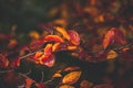 Red and orange autumn leaves of the bush in close-up on a warm day in the garden Royalty Free Stock Photo