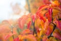 Red and orange autumn leaves on dogwood tree Royalty Free Stock Photo