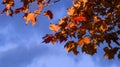 Red and Orange Autumn Leaves on a tree branch in front of cloudy dark blue sky background Royalty Free Stock Photo