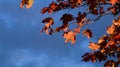 Red and Orange Autumn Leaves on a tree branch in front of cloudy dark blue sky background Royalty Free Stock Photo