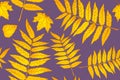 Red and Orange Autumn Leaves Yellow. Background autumn pattern sheet seamless. Pattern for the fabric. Fern print. Trend autumn Royalty Free Stock Photo