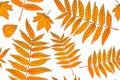 Red and Orange Autumn Leaves Yellow. Background autumn pattern sheet seamless. Pattern for the fabric. Fern print. Trend autumn Royalty Free Stock Photo