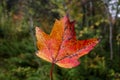 Red and orange autumn maple leaf in the woods Royalty Free Stock Photo