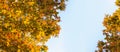 autumn tree leaves with copy space for text. beautiful autumn maple tree and blue sky background