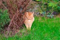 Red orange fat cat walks in garden near bushes across lawn Royalty Free Stock Photo