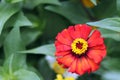 Red-Orange beautiful zinnia flower with natural green bokeh leaves flowers bouquet background in the morning spring time. Royalty Free Stock Photo